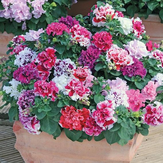 Petunia 'Orchid-Flowered Mixed' F1 Hybrid