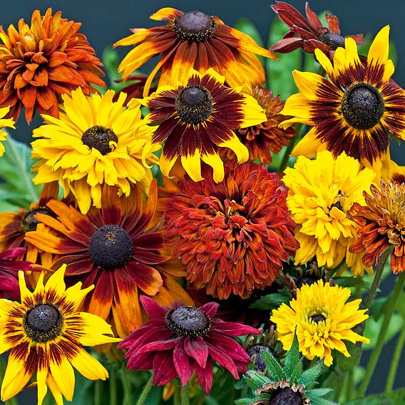 Rudbeckia 'All Sorts Mixed'