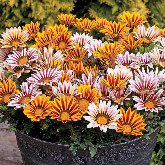 Gazania 'Tiger Stripes Mixed'