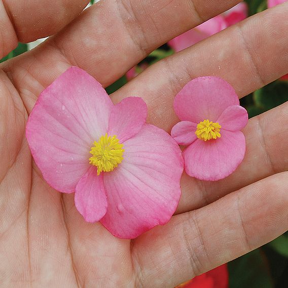 Begonia semperflorens 'Lotto Mixed'