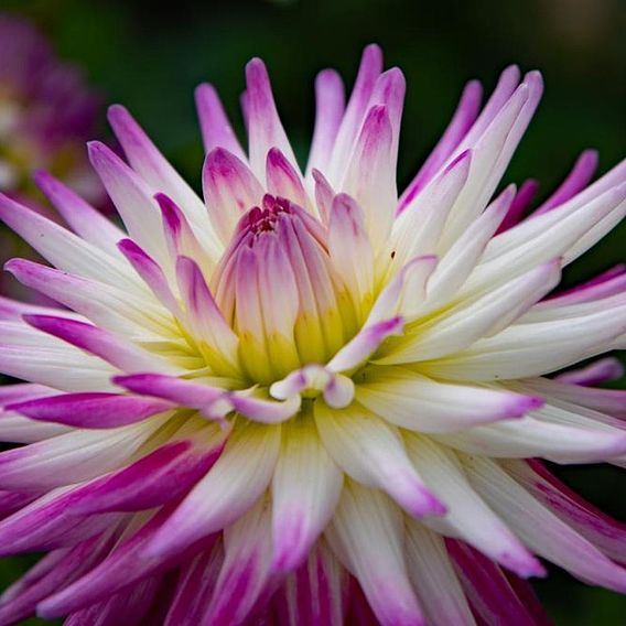 Dahlia 'Cactus Collection'