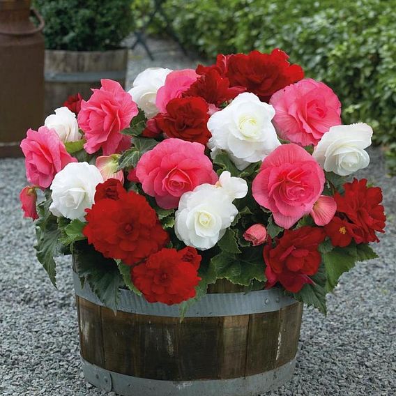 Begonia 'Nonstop Berries & Cream'