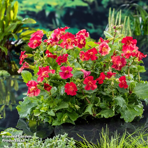 Mimulus 'Bonfire Red' (Marginal Aquatic)
