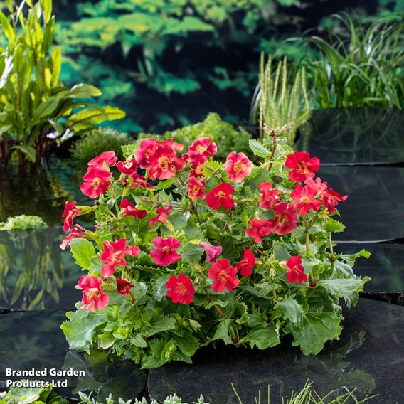 Mimulus 'Bonfire Red' (Marginal Aquatic)