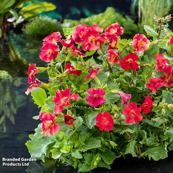 Mimulus 'Bonfire Red' (Marginal Aquatic)