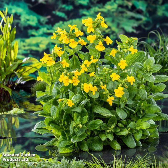 Mimulus luteus (Marginal Aquatic)