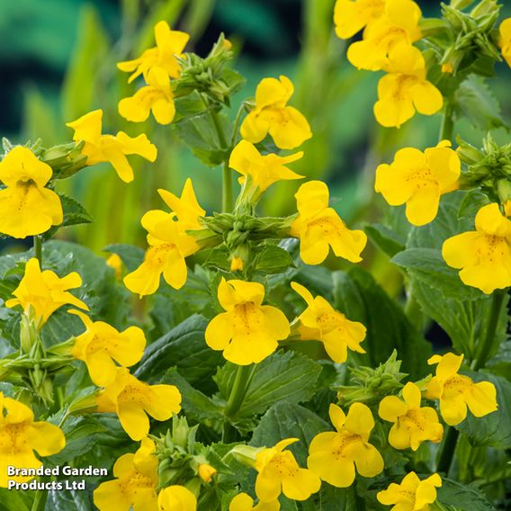 Mimulus luteus (Marginal Aquatic)