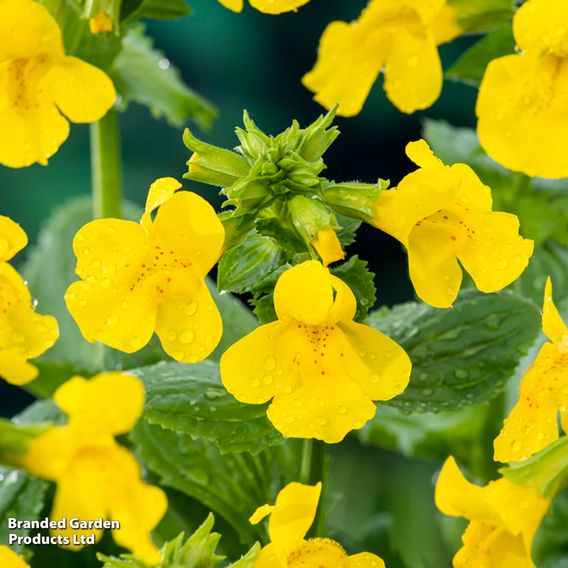 Mimulus luteus (Marginal Aquatic)