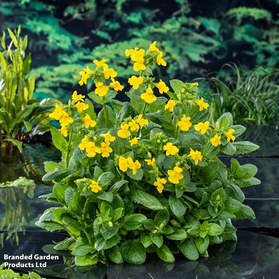 Mimulus luteus (Marginal Aquatic)