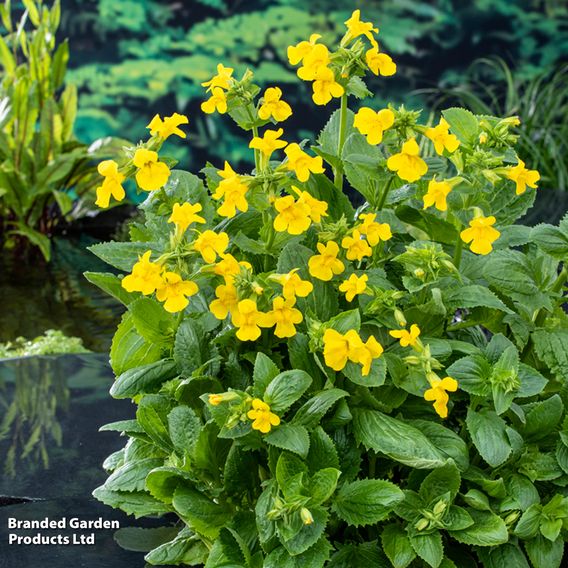 Mimulus luteus (Marginal Aquatic)