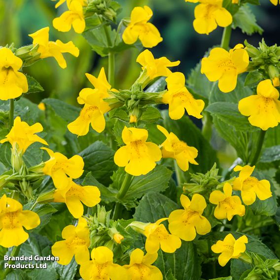 Mimulus luteus (Marginal Aquatic)
