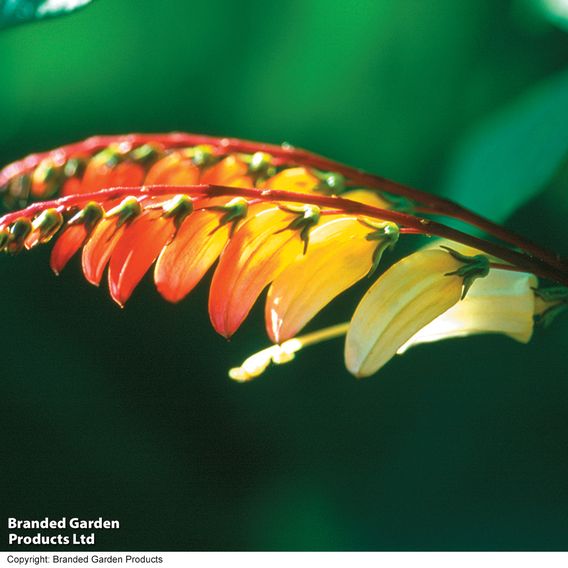 Ipomoea lobata 'Jungle Queen' (Mina lobata) - Seeds