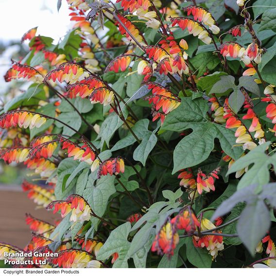 Ipomoea lobata 'Jungle Queen' (Mina lobata) - Seeds