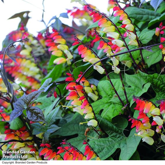 Ipomoea lobata 'Jungle Queen' (Mina lobata) - Seeds