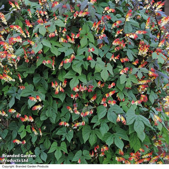 Ipomoea lobata 'Jungle Queen' (Mina lobata) - Seeds