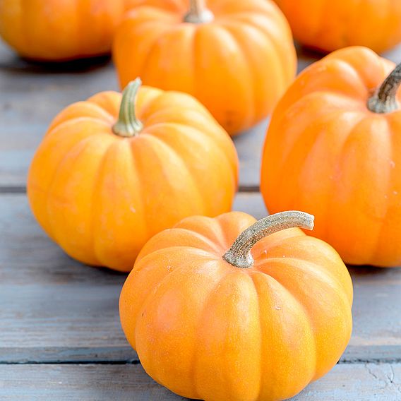 Squash 'Orangita' - Seeds