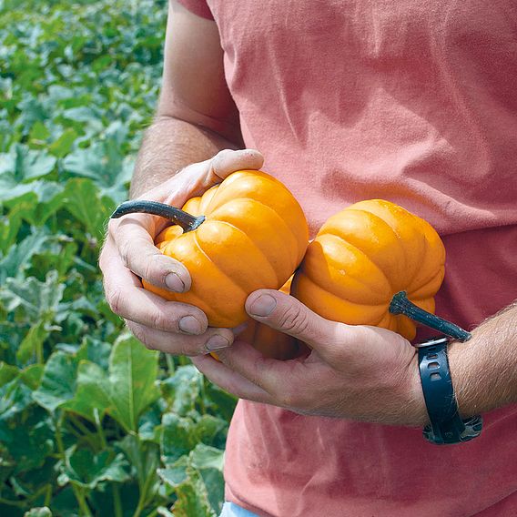 Squash 'Orangita' - Seeds