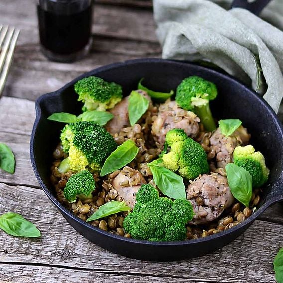 Broccoli Plants - F1 Stromboli