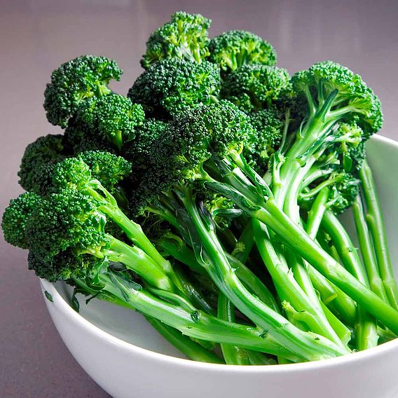 Broccoli (Sprouting) Plants - F1 Bellaverde® Sibsey
