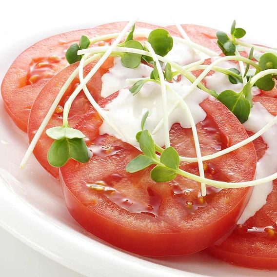 Tomato 'Summerlast'