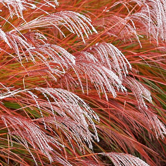 Miscanthus 'Indian Summer'