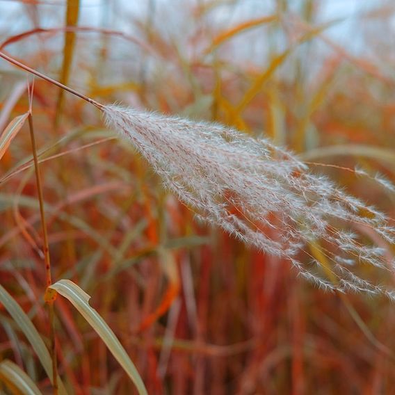 Miscanthus 'Indian Summer'