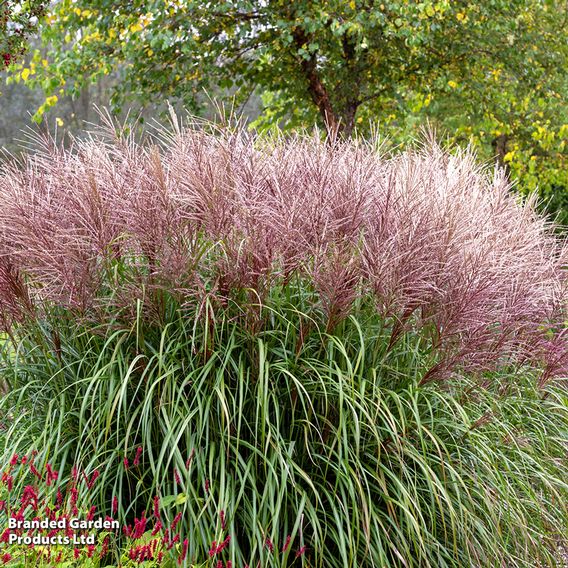 Miscanthus 'Kleine Fontane'