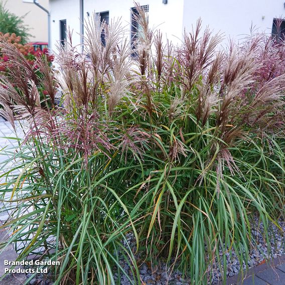 Miscanthus 'Kleine Fontane'