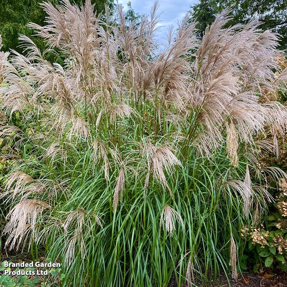 Miscanthus 'Kleine Fontane'
