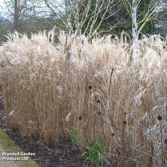 Miscanthus 'Kleine Fontane'