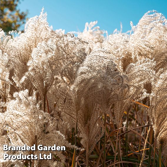 Miscanthus 'Kleine Fontane'