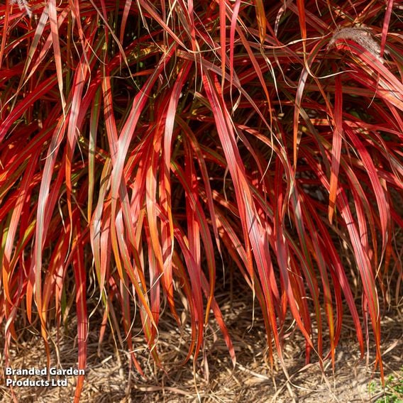 Miscanthus 'Lady in Red'
