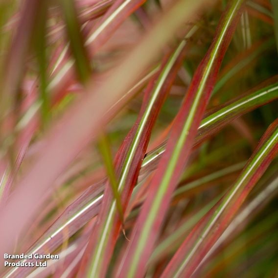 Miscanthus 'Lady in Red'