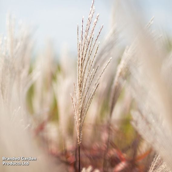 Miscanthus 'Lady in Red'