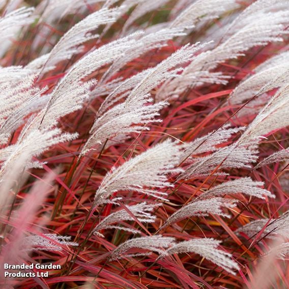 Miscanthus 'Lady in Red'
