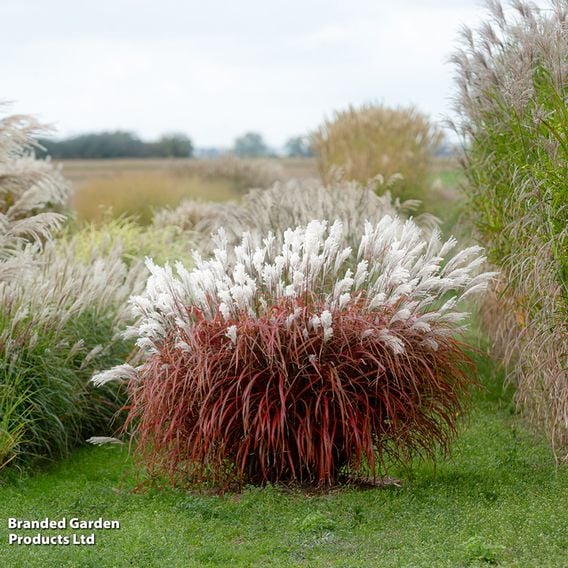 Miscanthus 'Lady in Red'