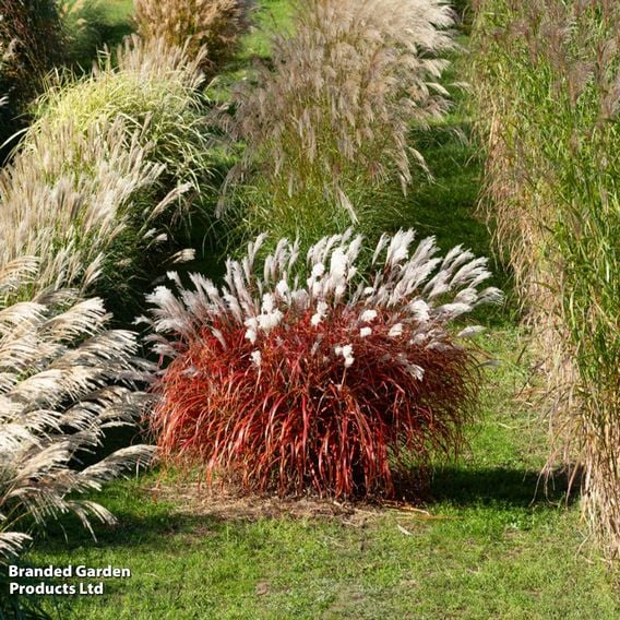 Miscanthus 'Lady in Red'