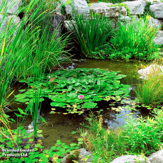 Nurseryman's Choice Pond Plants