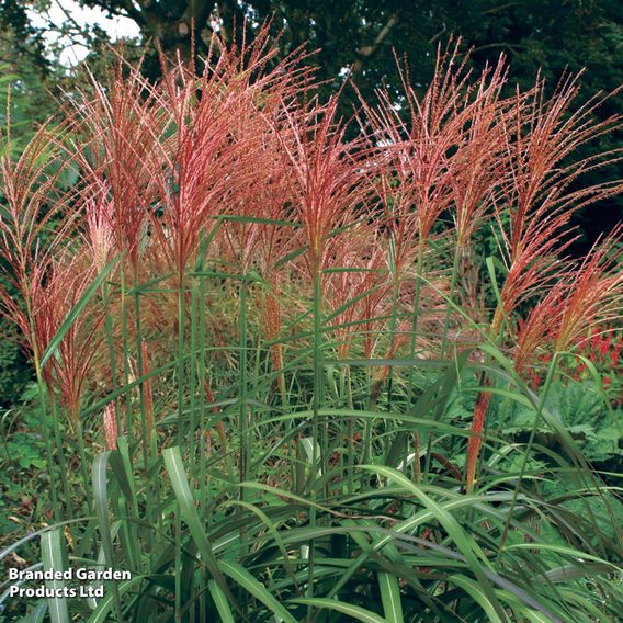 Miscanthus 'Purpurascens'