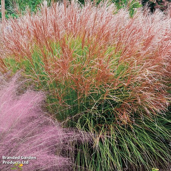 Miscanthus 'Purpurascens'