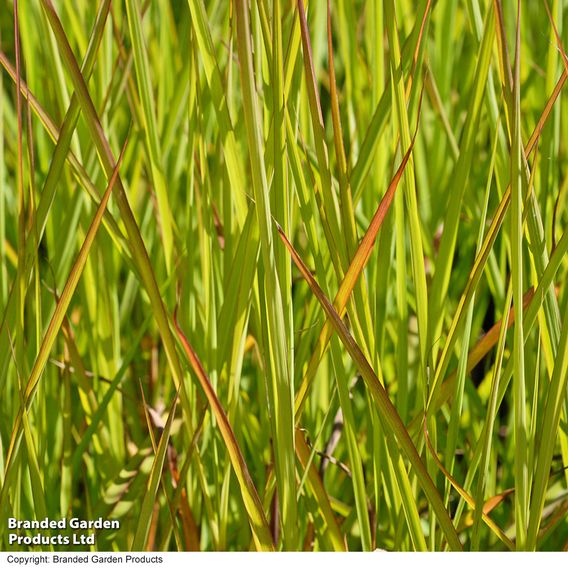 Miscanthus 'Purpurascens'