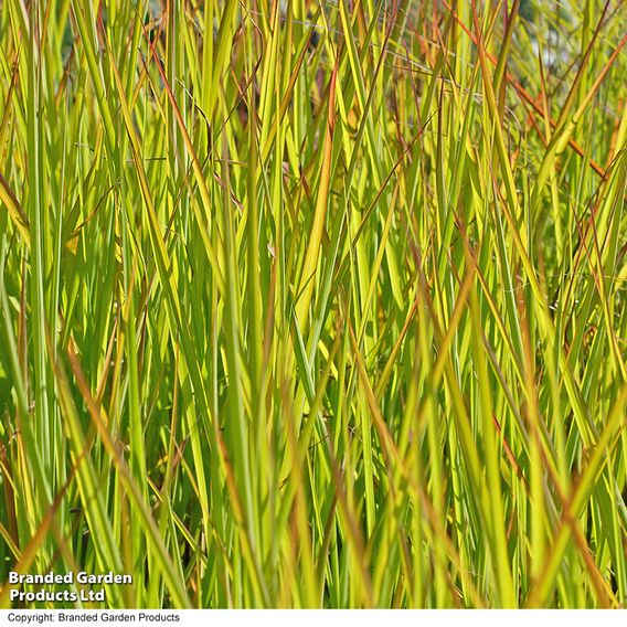 Miscanthus 'Purpurascens'