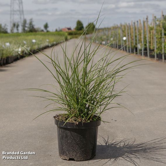 Miscanthus sinensis 'Red Chief'