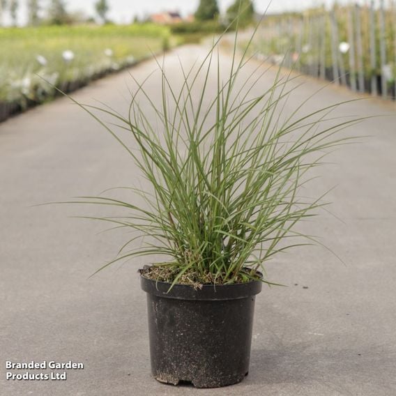 Miscanthus sinensis 'Red Chief'