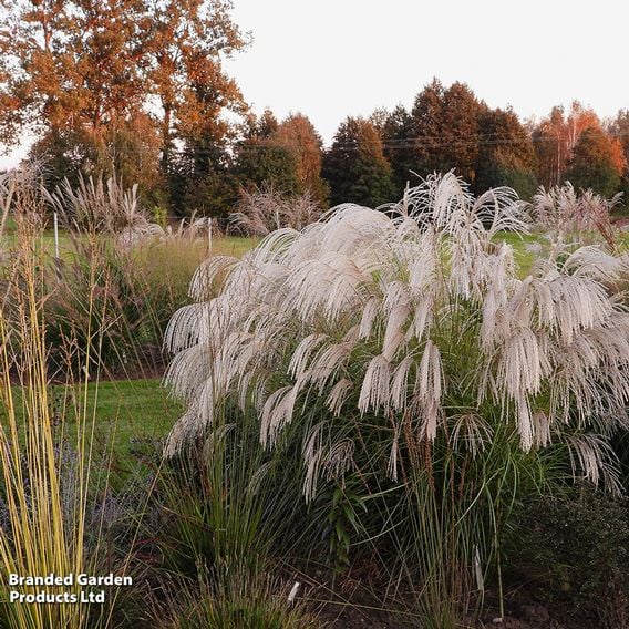 Miscanthus sinensis 'Silver Charm'