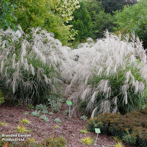 Miscanthus sinensis 'Silver Charm'