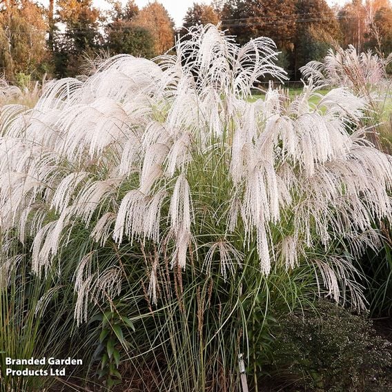 Miscanthus sinensis 'Silver Charm'