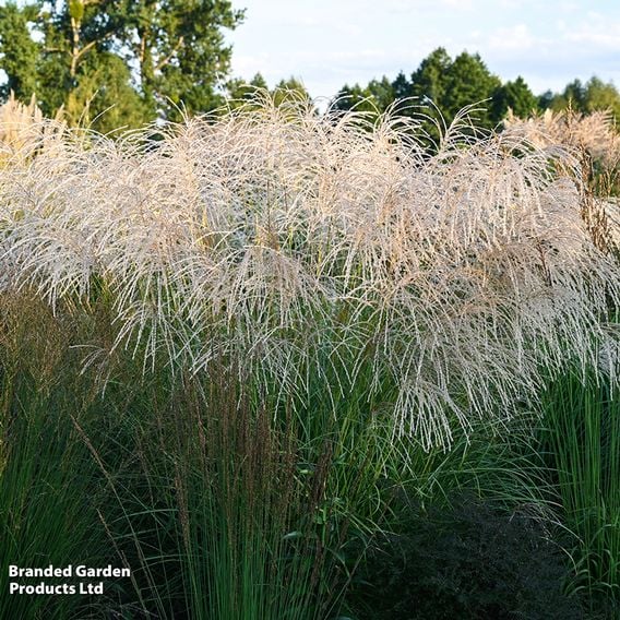 Miscanthus sinensis 'Silver Charm'