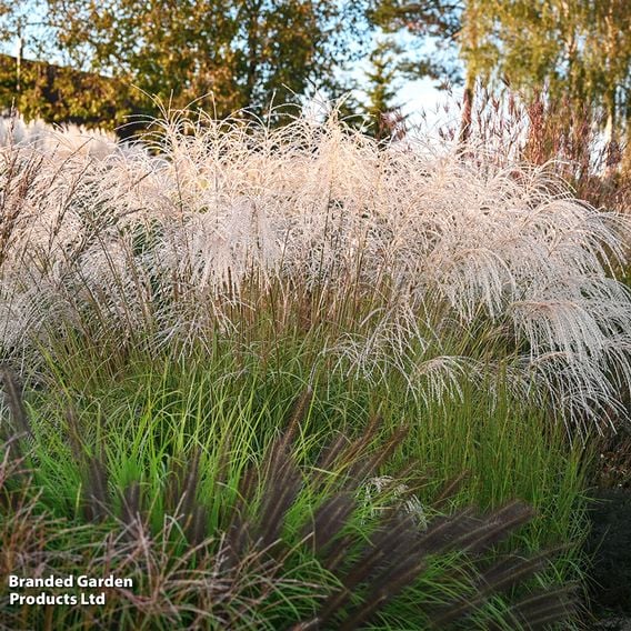 Miscanthus sinensis 'Silver Charm'