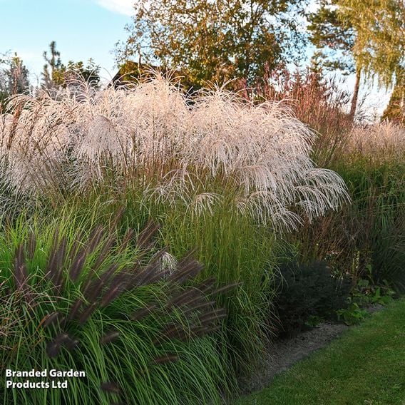 Miscanthus sinensis 'Silver Charm'